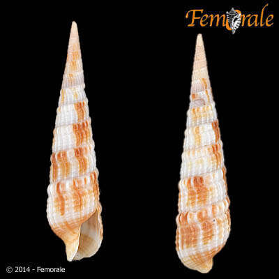 Image of <i>Terebra specillata</i>