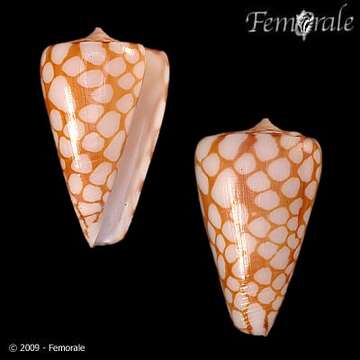 Image of Conus marchionatus Hinds 1843