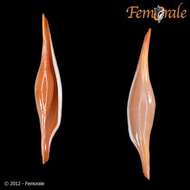 Image of Spindle Cowries