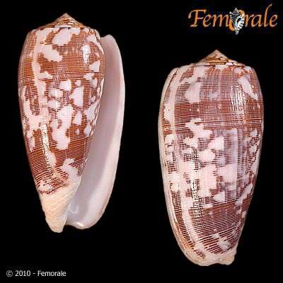 Image of cone snails