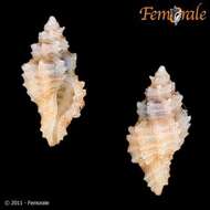 Image of Murex Snails