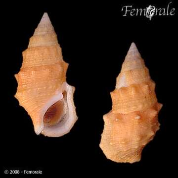 Imagem de unclassified Gastropoda