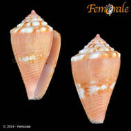 Image of cone snails