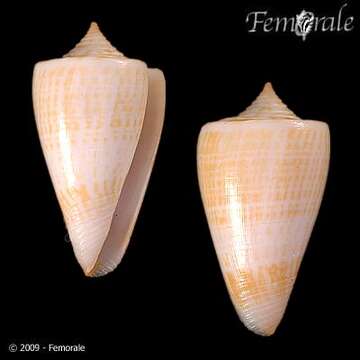 Image of Conus sunderlandi Petuch 1987