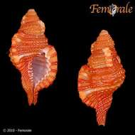 Image of triton shells