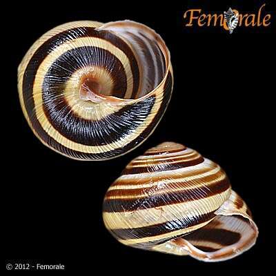 Image of Banded snails