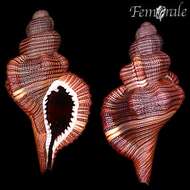 Image of Reticutriton Habe & Kosuge 1966