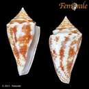 Image of Conasprella lentiginosa (Reeve 1844)