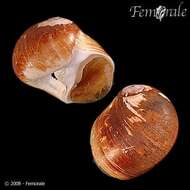 Image of moon snails