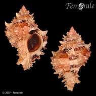 صورة Phyllonotus Swainson 1833