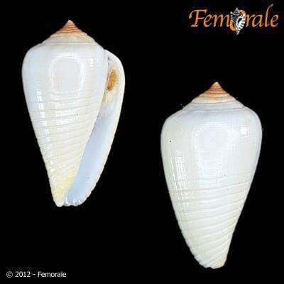 Imagem de Conidae J. Fleming 1822