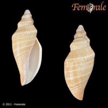 Image of Scaphella Swainson 1832