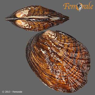 Image of Purple wartyback mussel