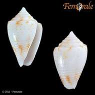 Image of Conasprella Thiele 1929