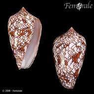 Image of Conus textile neovicarius da Motta 1982