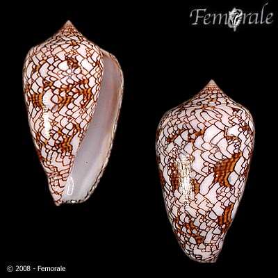 Image of Conus textile neovicarius da Motta 1982