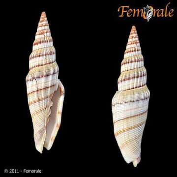 Vexillum melongena (Lamarck 1811)的圖片