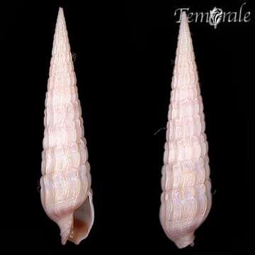 Image of Needle Whelks