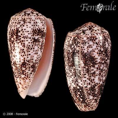 Image de Conus Linnaeus 1758