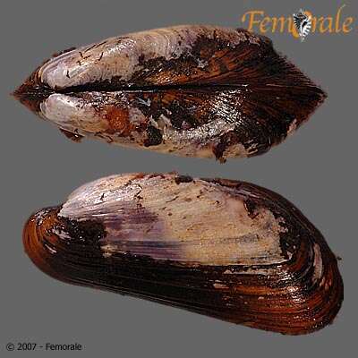 Image de Modiolus Lamarck 1799