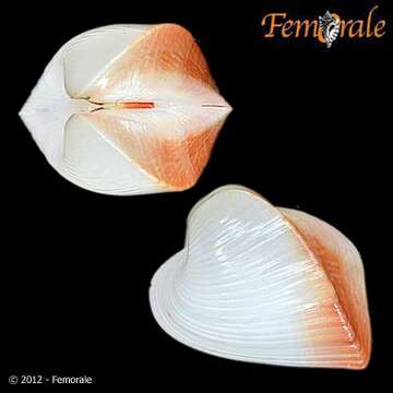 Image of Meiocardia H. Adams & A. Adams 1857