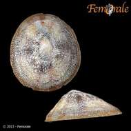 Image of Nacellidae Thiele 1891