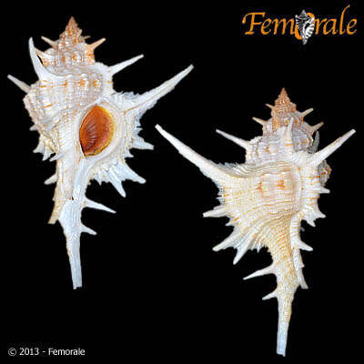 Image of <i>Chicoreus formosus</i> (Sowerby 1841)