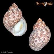 Image of pheasant shells