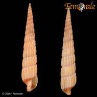 Image of Needle Whelks