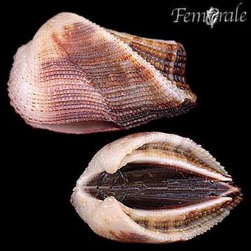 Image of Ark clam