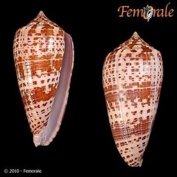 Image of Conus lynceus G. B. Sowerby II 1858