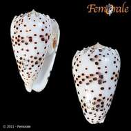 Image of cone snails