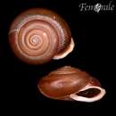 Imagem de <i>Chilostoma squamatinum</i>