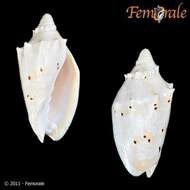 Image of Cymbiola pulchra woolacotae (McMichael 1958)