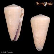 Image of cone snails