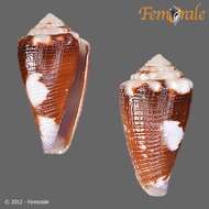 صورة Conus exiguus Lamarck 1810