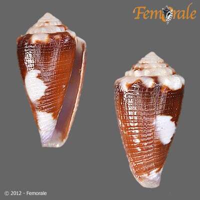 صورة Conus exiguus Lamarck 1810