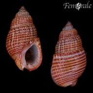 Image of nassa mud snails