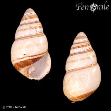 Imagem de <i>Achatinella bellula</i>