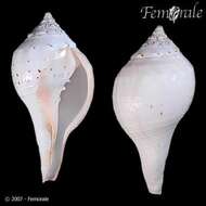 Image of Turbinellidae Swainson 1835