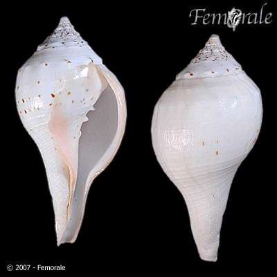 Image of Turbinellidae Swainson 1835