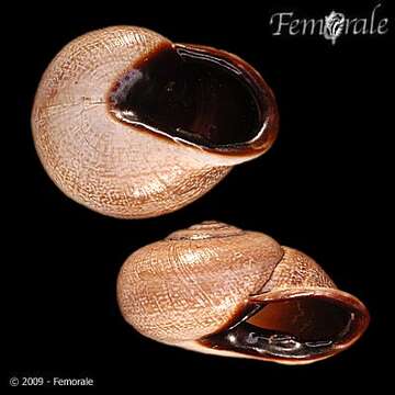 Image of <i>Otala lactea murcica</i> (Rossmassler 1854)