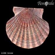 صورة Leptopecten Verrill 1897