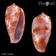 Image of cone snails