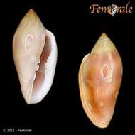 Image of Marginella Lamarck 1799