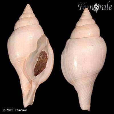 Image of Turbinellidae Swainson 1835