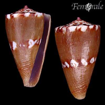 Imagem de Conus pseudocardinalis Coltro 2004