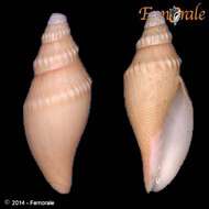 Image of Scaphella