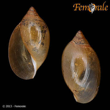 Image of Physidae