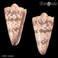 Image de Conus zonatus Hwass ex Bruguière 1792